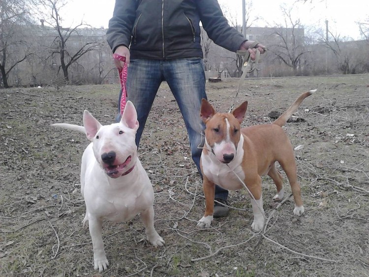 Бультерьер с человеком