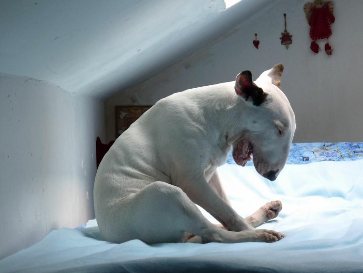 Бультерьер играется