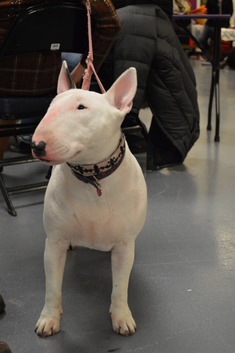 Бультерьер Stone Island