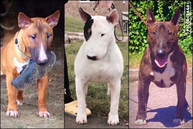 Бандог Халк