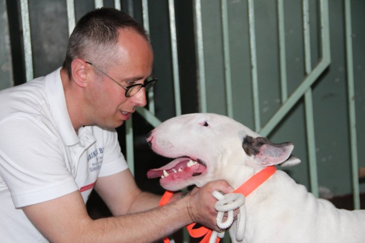 Американский стаффордширский терьер стандарт породы