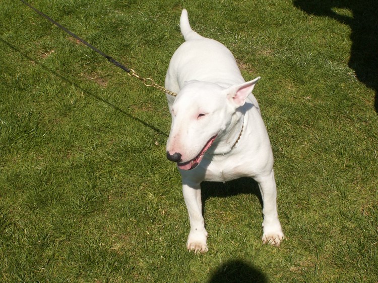 Американский стаффордширский терьер злой