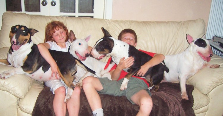 Минибуль и бультерьер