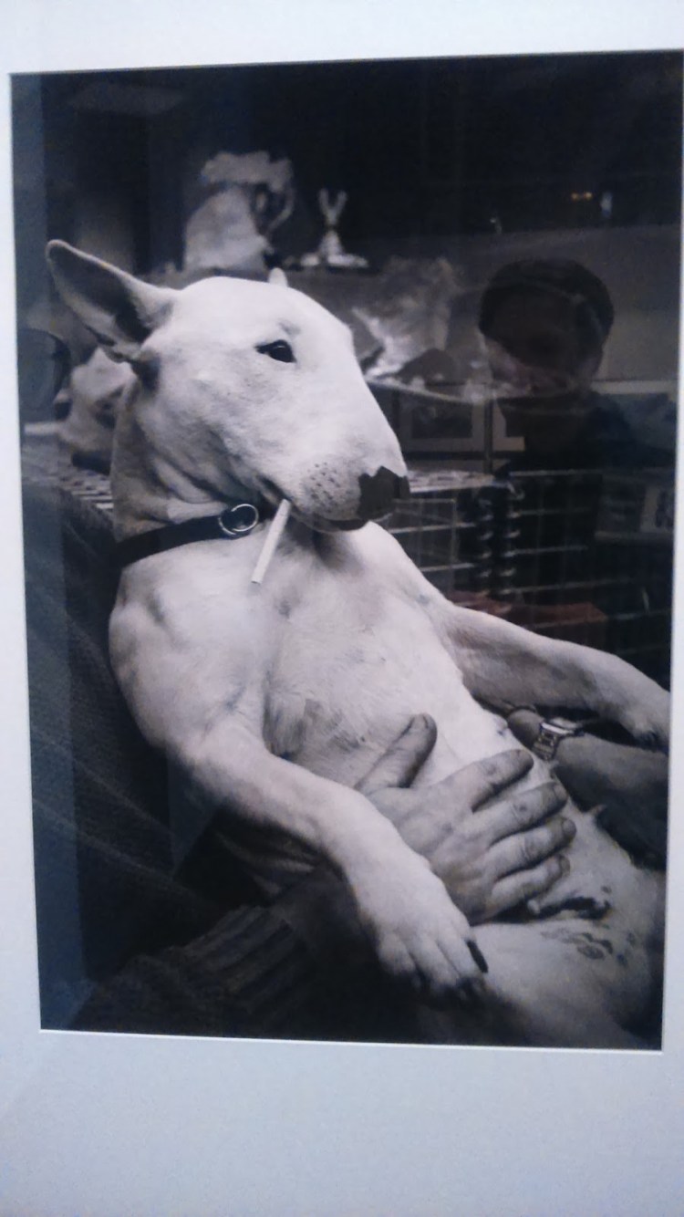 Мини бультерьер и питбуль