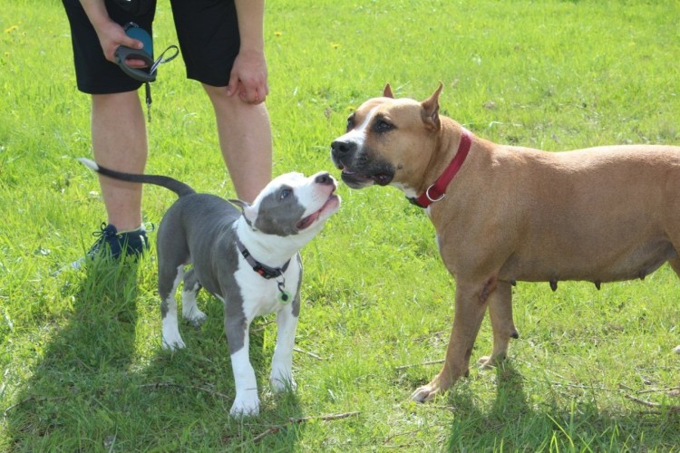 Бультерьер 89624564883