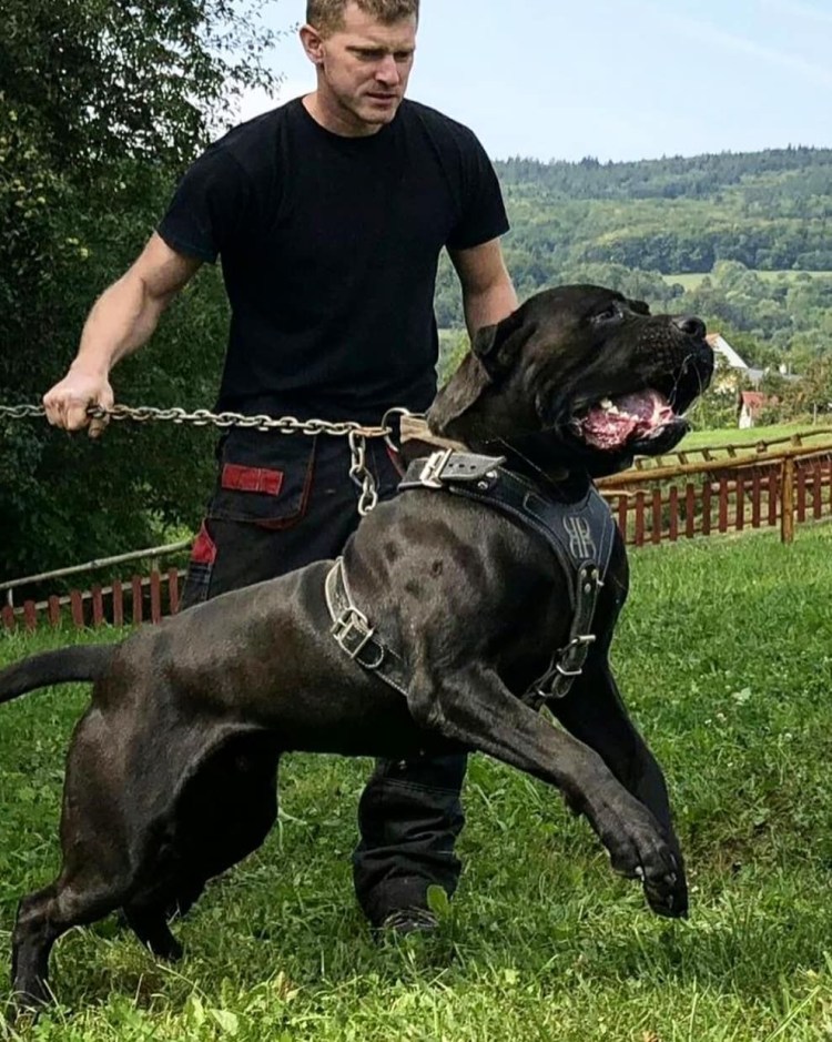 Бойцовский бультерьер