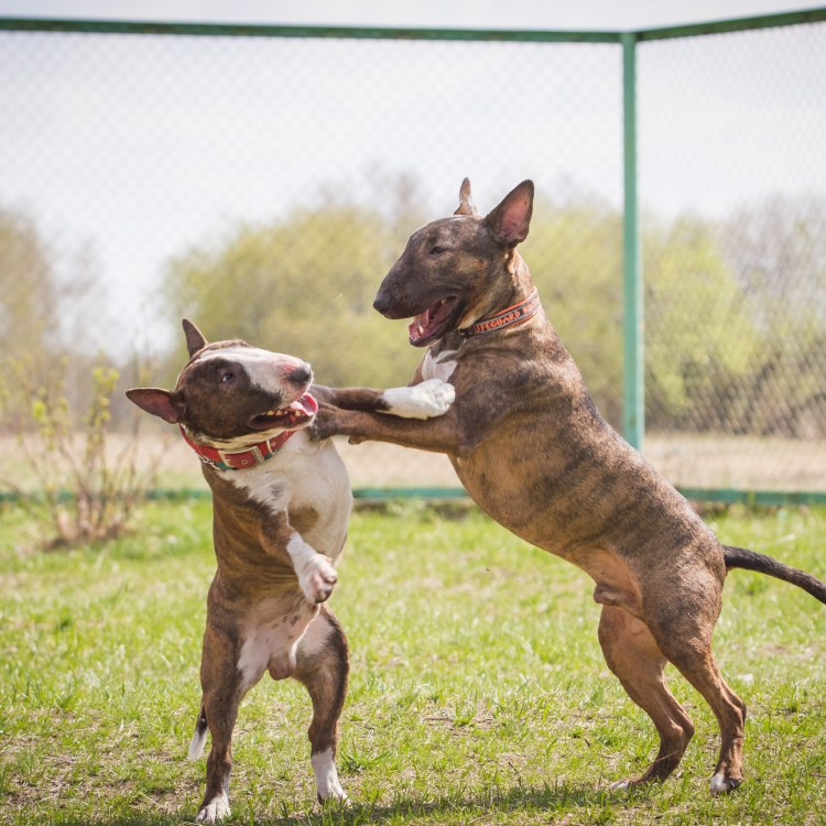 Мужчина с бультерьером