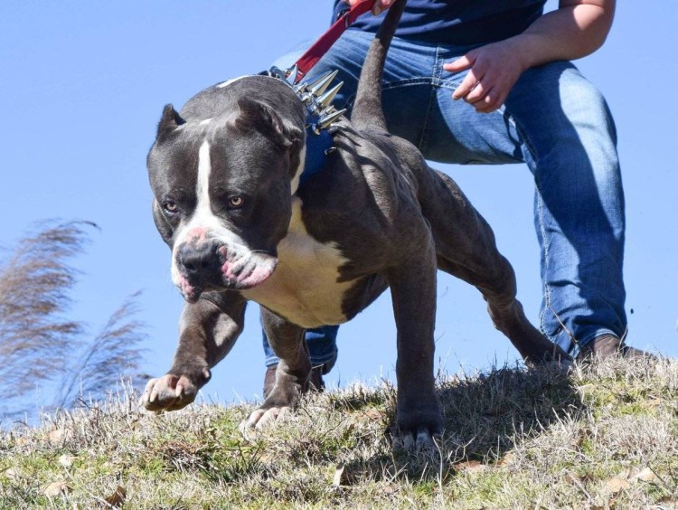 Бультерьер стандарт