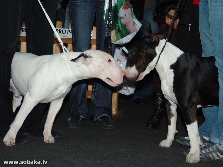 Бойцовский бультерьер