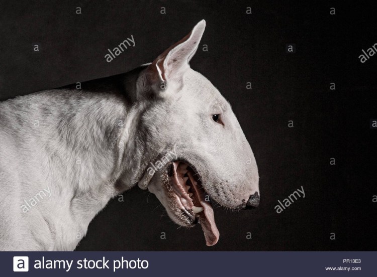 Бультерьер большой