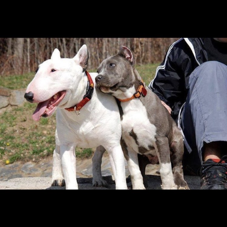 Бультерьер в адидасе