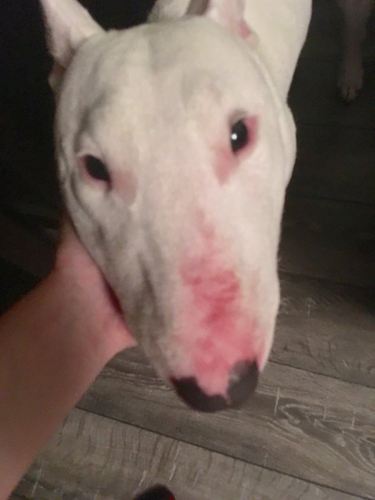 Мини бультерьер рост с человеком