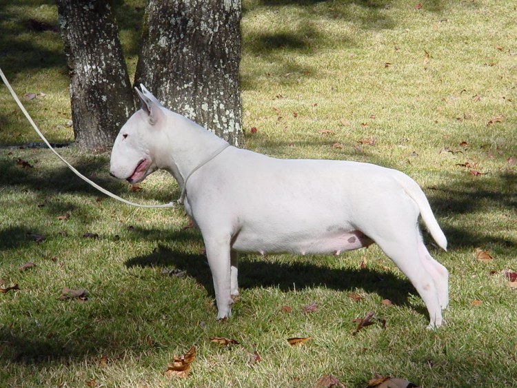 Черно белый бультерьер дома на диване