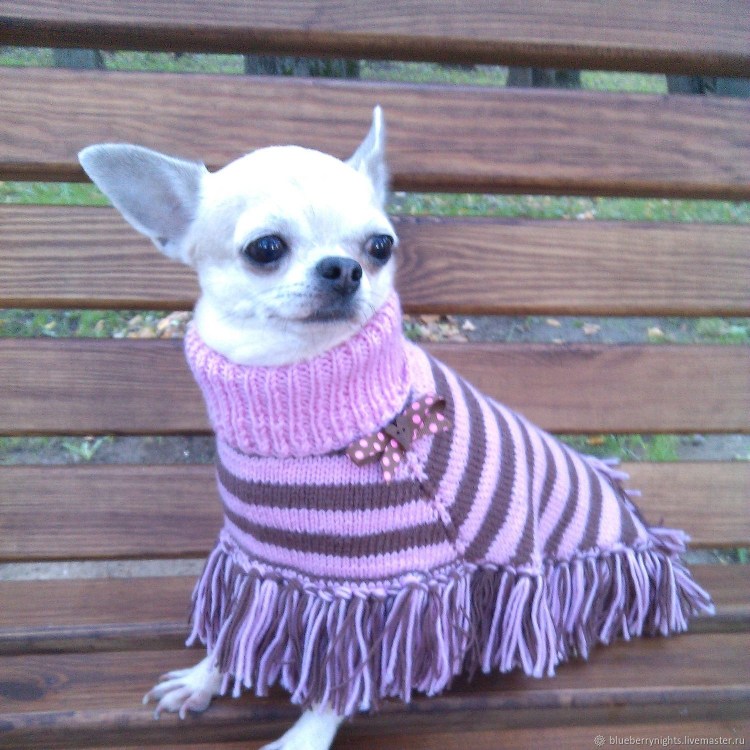 Вязаные платья для собак чихуахуа