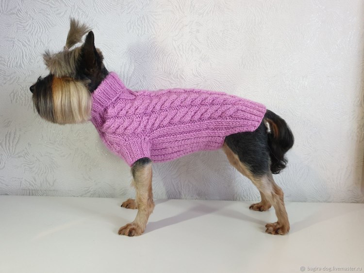 Вязаный костюм для чихуа