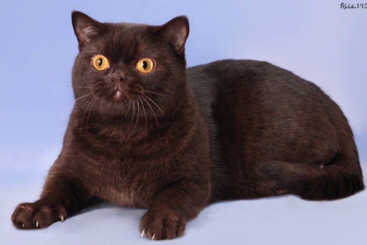 Скоттиш страйт циннамон