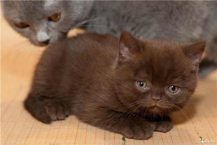 Британец прямоухий шоколад