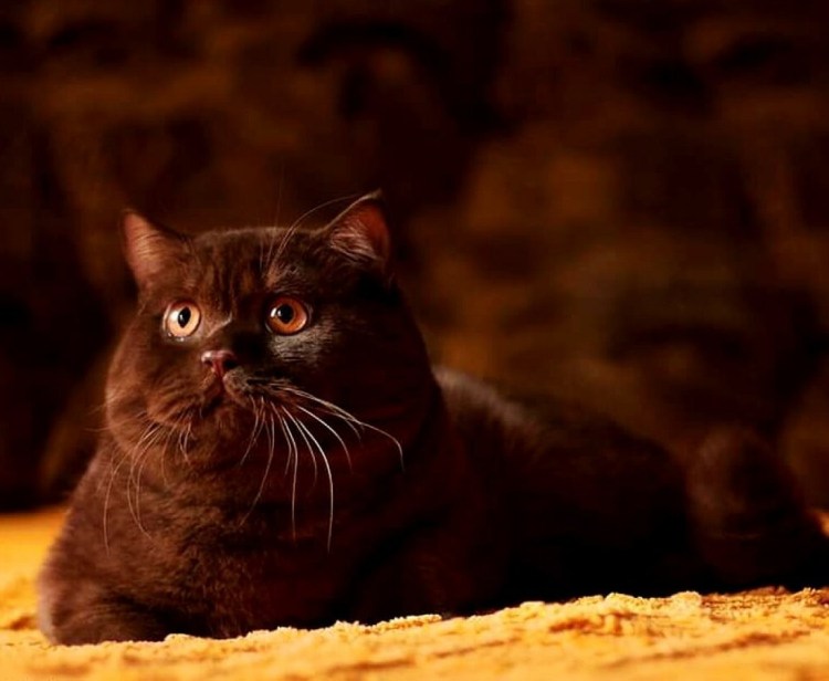 Британская короткошёрстная кошка шоколад
