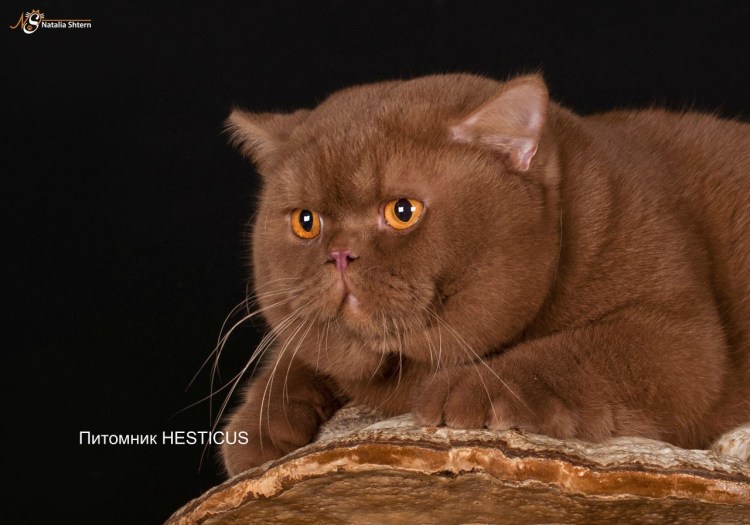 Циннамон британец