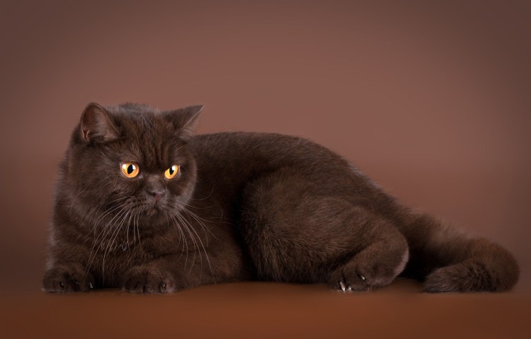 Британец экзот черный