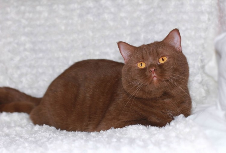 Британская кошка циннамон