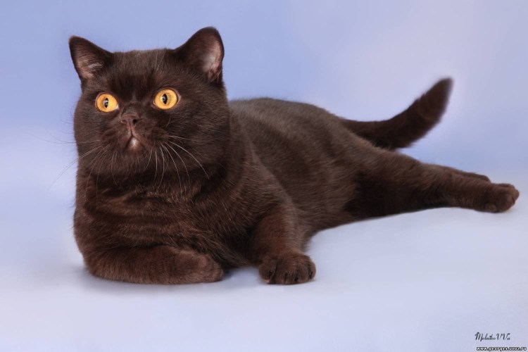 Шоколадный британец фото