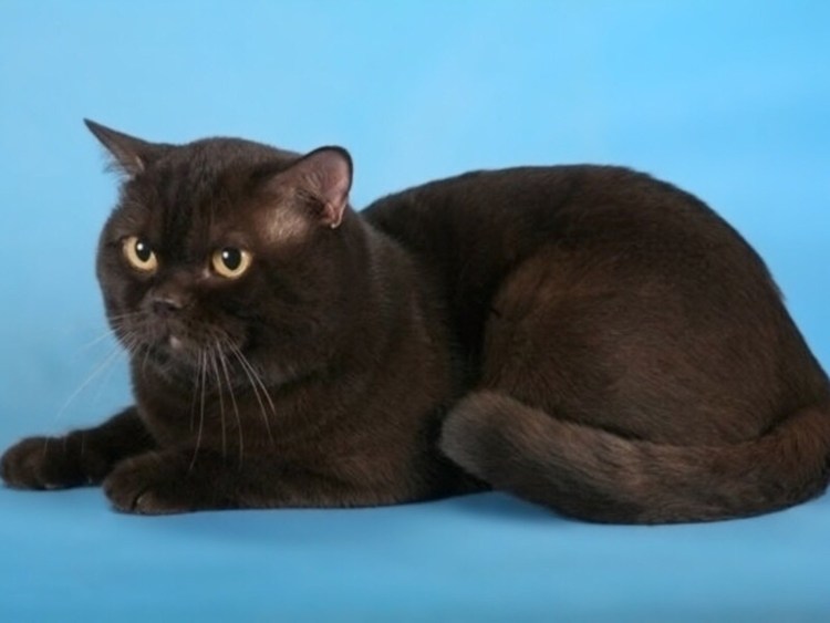 Британская короткошёрстная кошка шоколадная