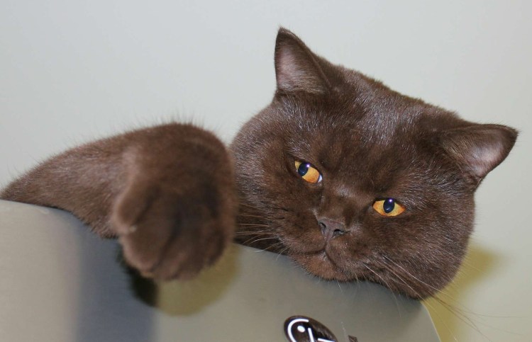 Скоттиш страйт циннамон шоколадный