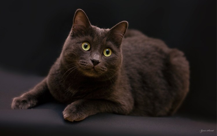 Британская короткошёрстная кошка шоколадная