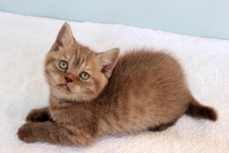 Британец кошка шоколад