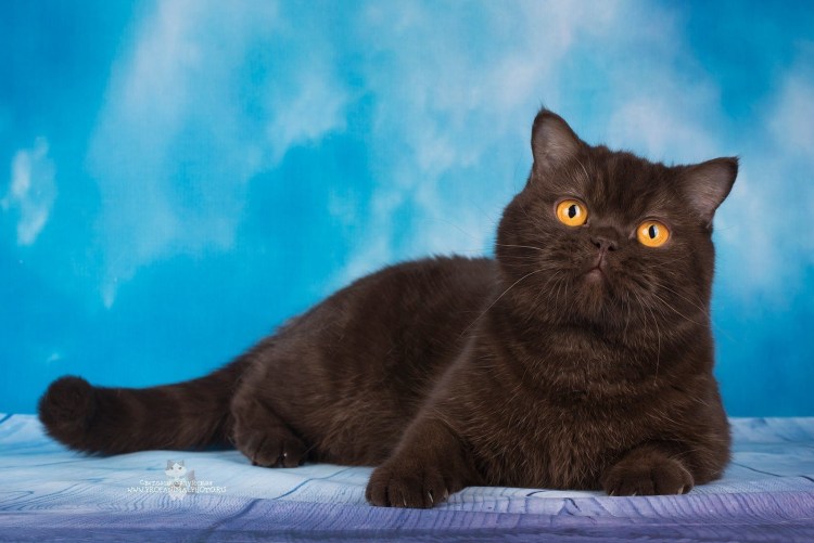 Шотландский кот коричневый