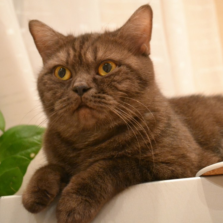 Британский короткошерстный кот