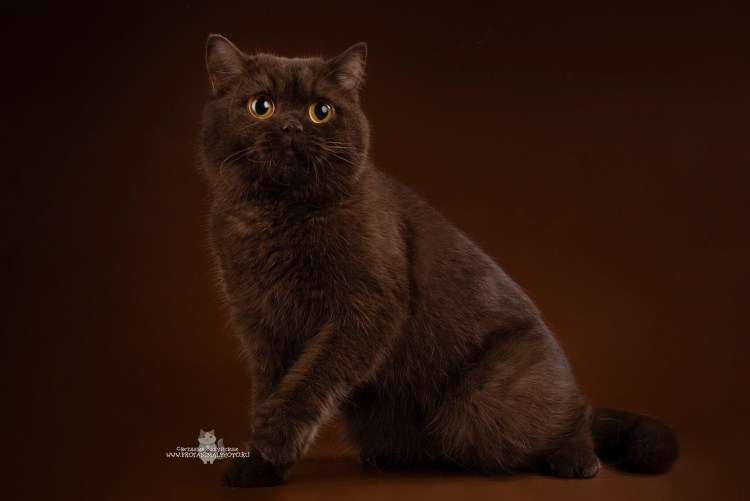 Йоркская Шотландская кошка