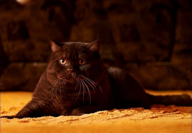 Шоколадный британец котенок