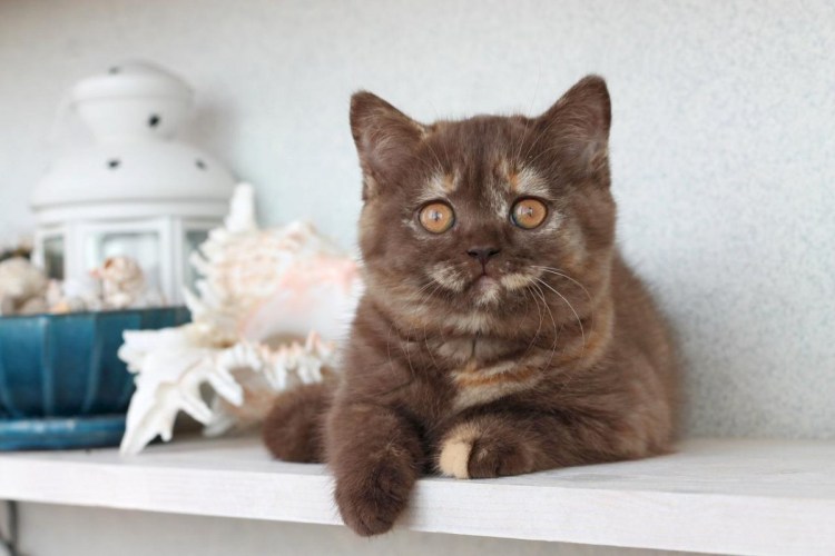 Шотландская вислоухая кошка коричневая