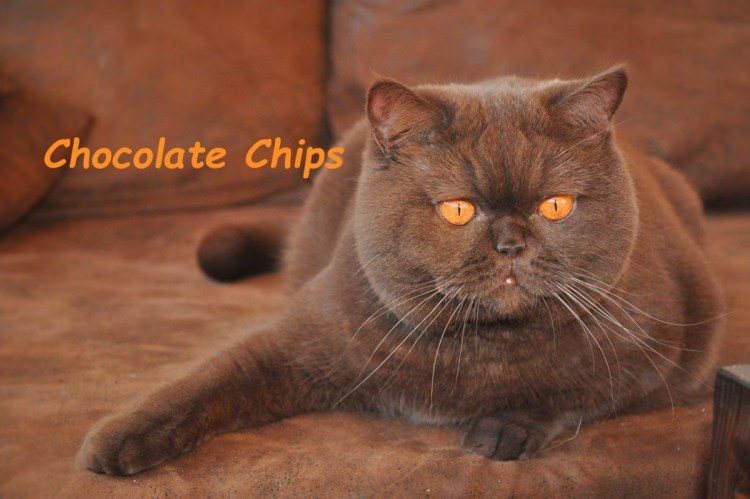 Шоколадный британец кот Bri b