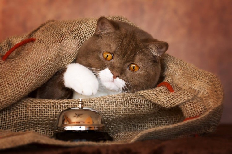 Окрас шоколадный Солид