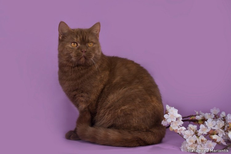 Шотландская кошка прямоухая шоколад