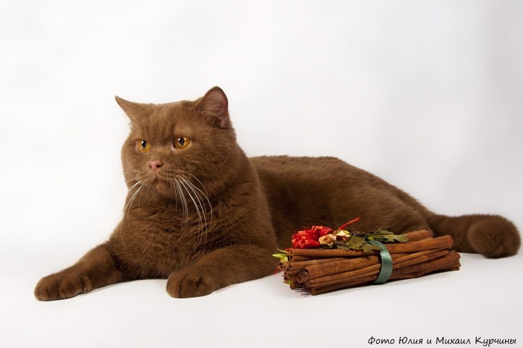 Шоколадный британец котенок