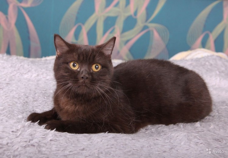 Шоколадный британец кот Bri b