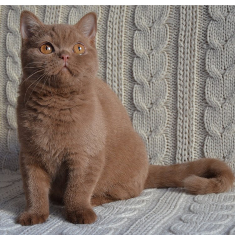 Британский кот шоколадного окраса