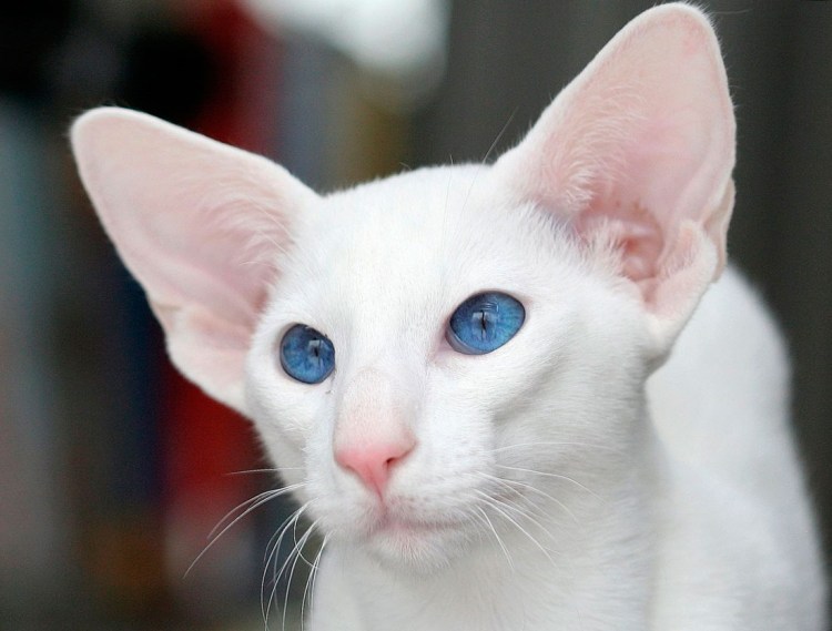 Форин Вайт Ориентал