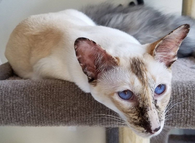 Кошки Балинез Ориентал рекс