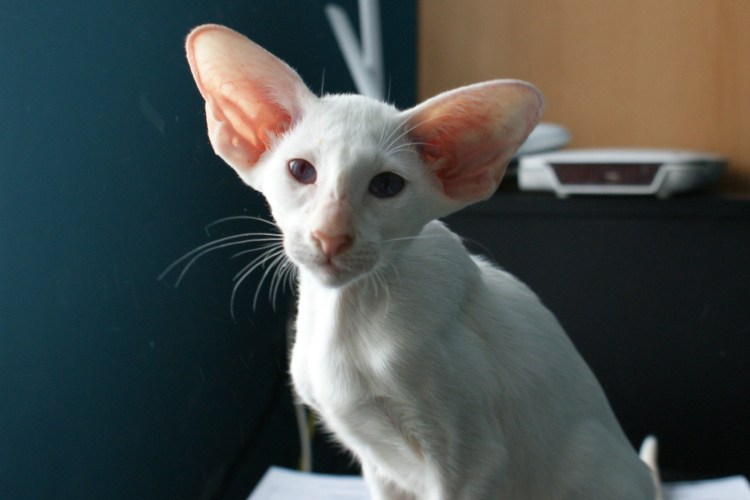 Ориентал кошка серая