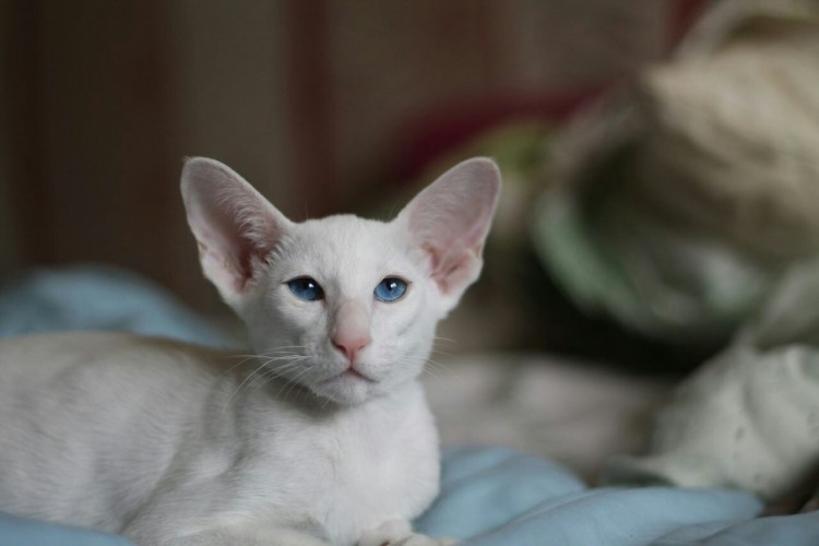 Ориентальная кошка лиловая