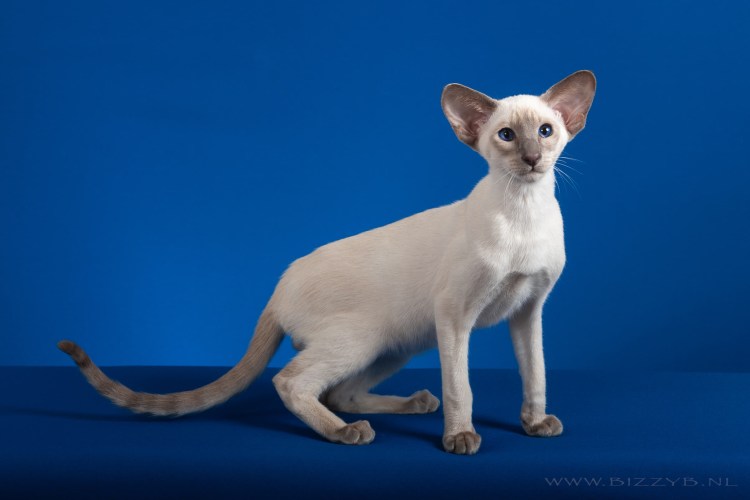 Кошки-Балинез, Ориентал, рекс, Петерболд
