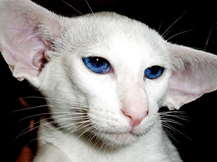 Сиамская Ориентальная кошка