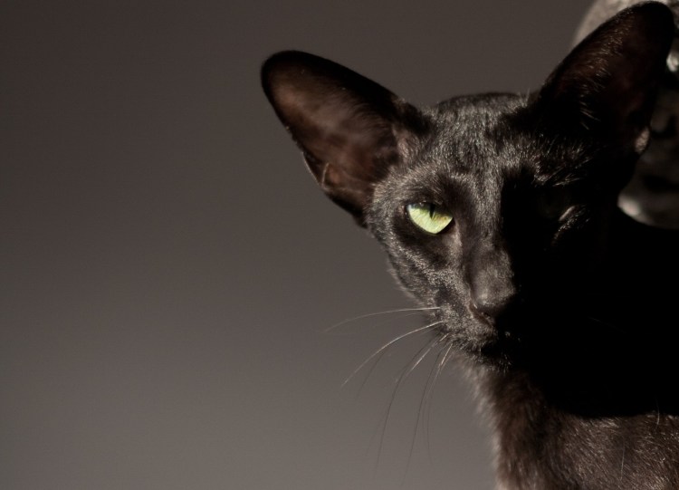 Ориентальная кошка альбинос