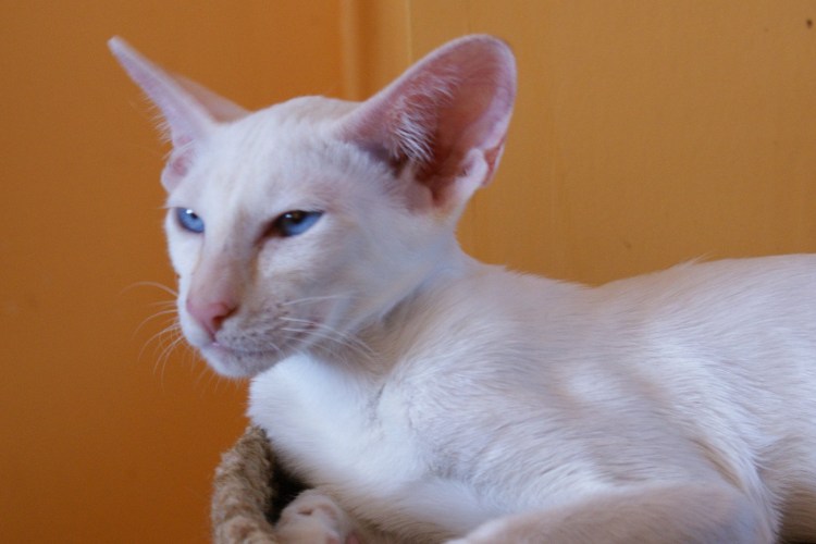 Донской ориентальный сфинкс