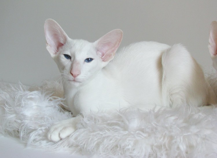 Балинезийская кошка Ориентал